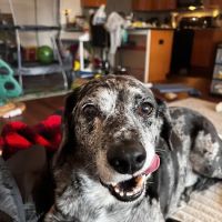 Banfield Pet Hospital ico