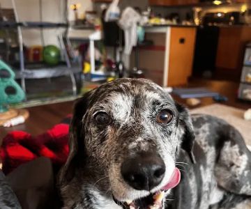Banfield Pet Hospital