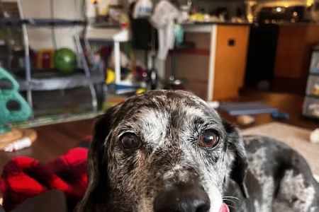 Banfield Pet Hospital