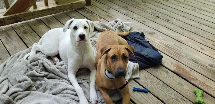 Perrysburg Animal Hospital 3