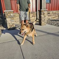 Perrysburg Animal Hospital ico