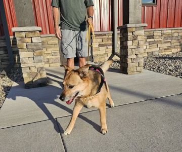 Perrysburg Animal Hospital