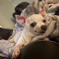 Great Lakes Veterinary Dentistry ico