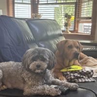 Lane Animal Hospital ico