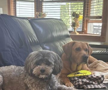 Lane Animal Hospital
