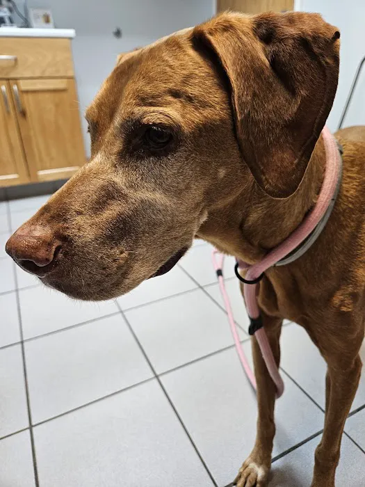 Lane Animal Hospital 4
