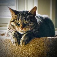 Suburban Animal Clinic of Monroe ico