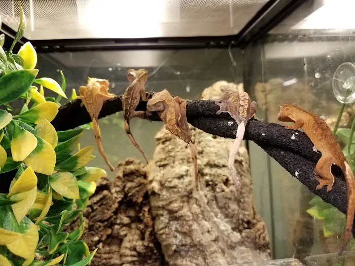 Fire n' Ice Reptiles 8
