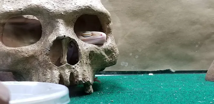 Fire n' Ice Reptiles 7