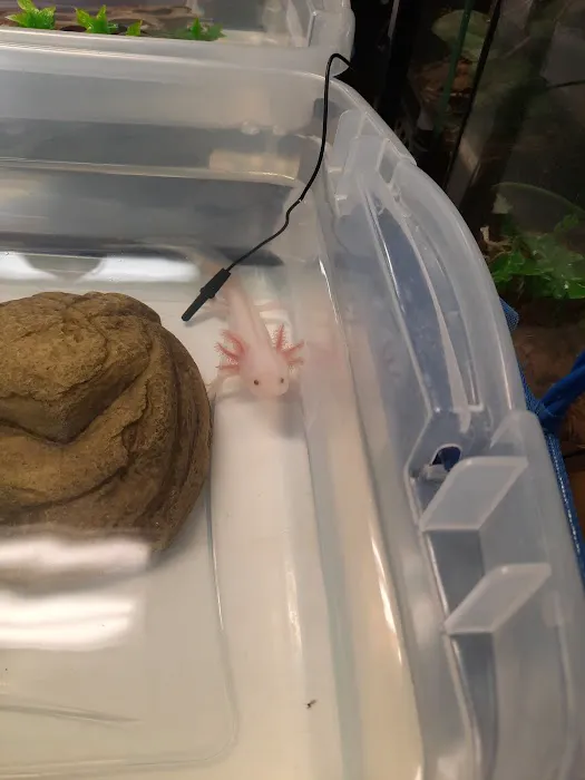 Fire n' Ice Reptiles 4