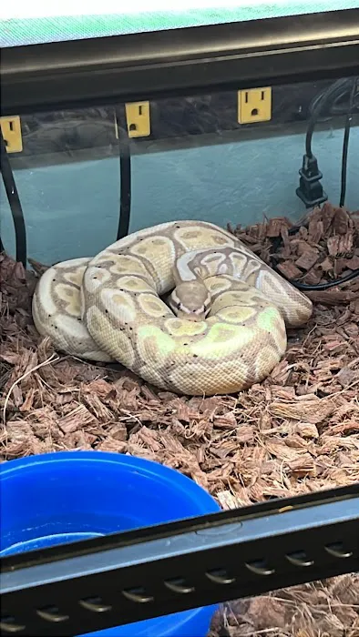 Fire n' Ice Reptiles 3