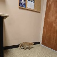 Country Creek Animal Hospital ico