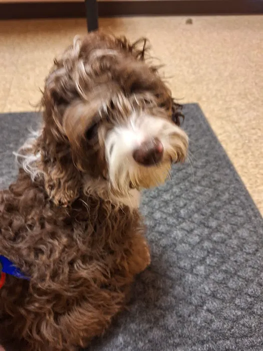 Country Creek Animal Hospital 4