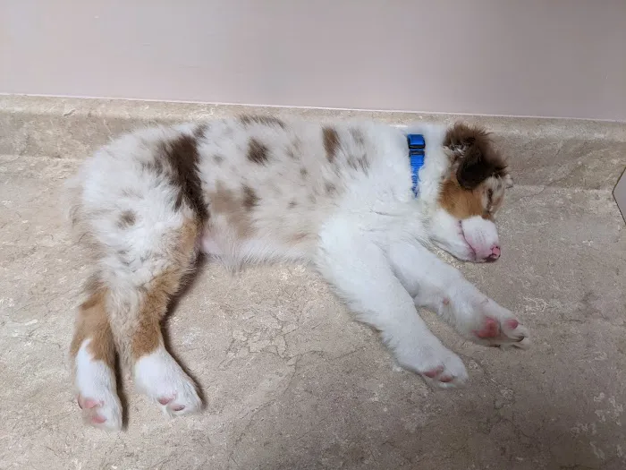 Country Creek Animal Hospital 10