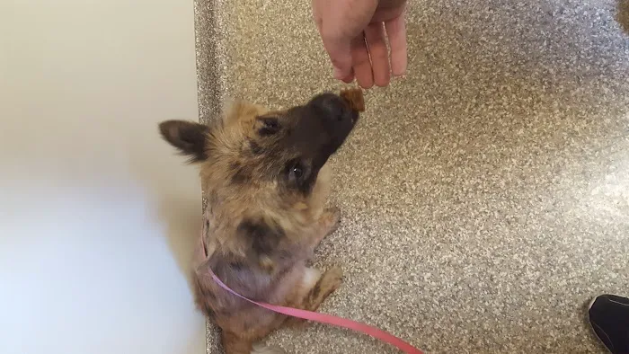 River Raisin Veterinary Clinic 4