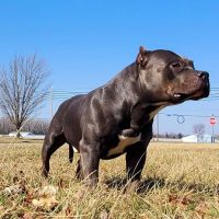 Westside Veterinary Hospital ico