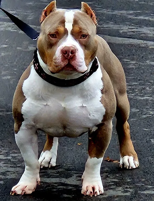 Westside Veterinary Hospital 12