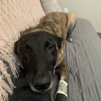 VetSelect Animal Hospital of Commerce Township ico