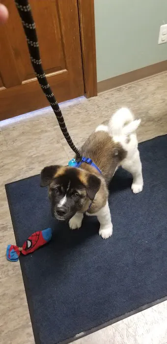 VetSelect Animal Hospital of Commerce Township 5