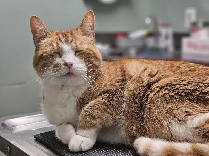 VetSelect Animal Hospital of Commerce Township 2