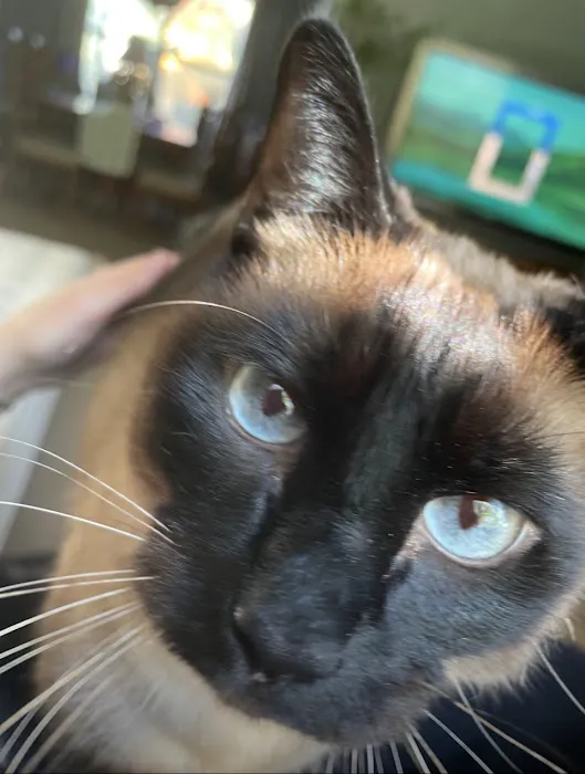 Walled Lake Veterinary Hospital 9