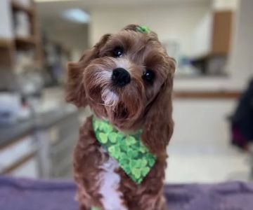 Lisner Animal Hospital