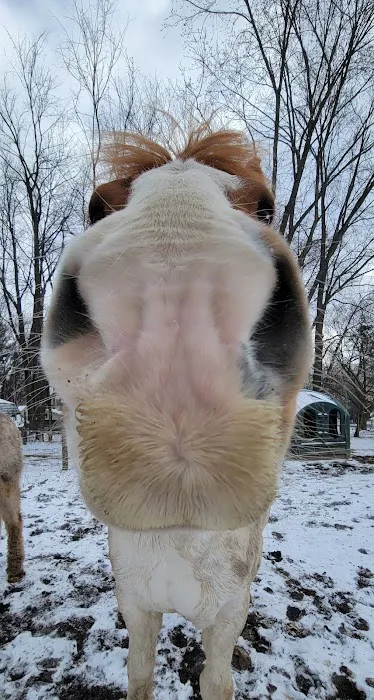 Equine Medical Services 12