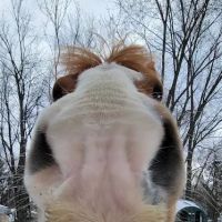 Equine Medical Services ico