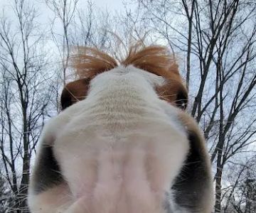 Equine Medical Services