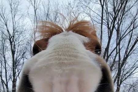 Equine Medical Services