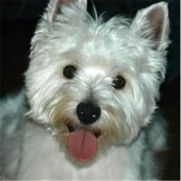 Milford Veterinary Clinic PC ico