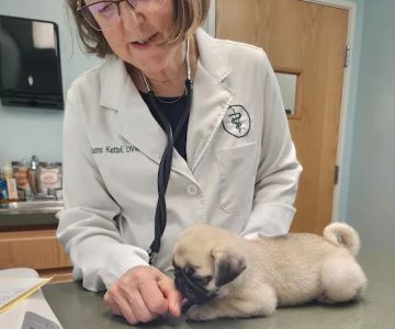 Howell Animal Hospital