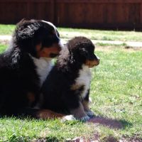 Integrative Veterinary Services ico