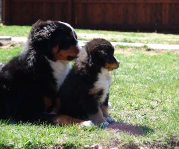 Integrative Veterinary Services