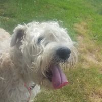 Countryside Veterinary Hospital: Koski Kayce DVM ico