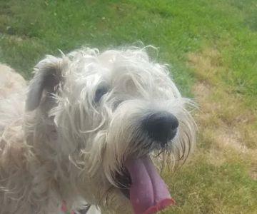 Countryside Veterinary Hospital: Koski Kayce DVM