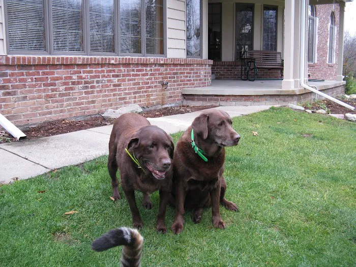 VCA Countryside Animal Hospital of Howell 10