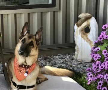 Town Center Veterinary Associates