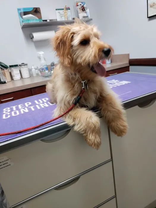 Town Center Veterinary Associates 6