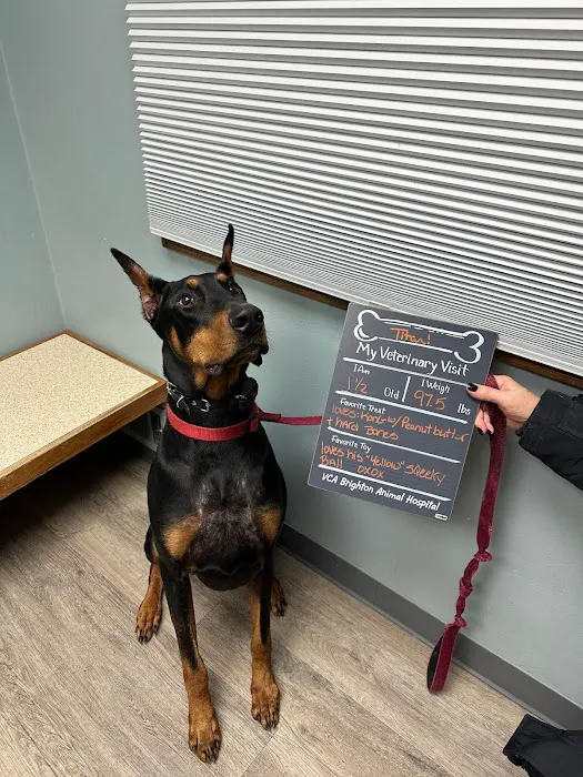 VCA Brighton Animal Hospital 12