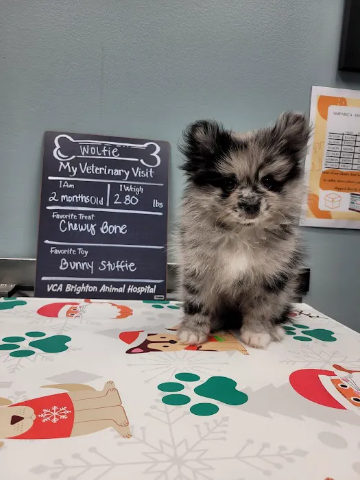 VCA Brighton Animal Hospital 12