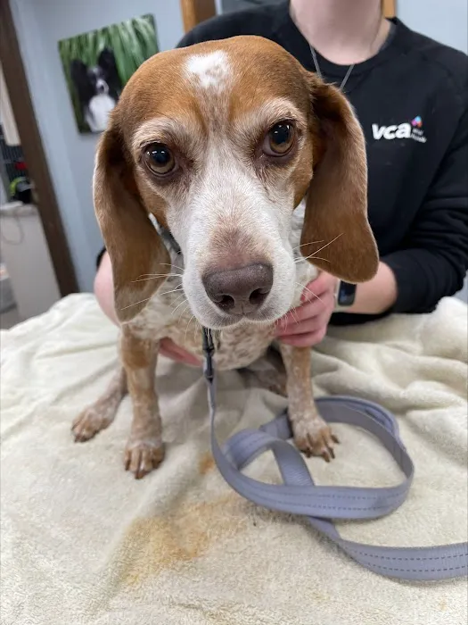 VCA Brighton Animal Hospital 12