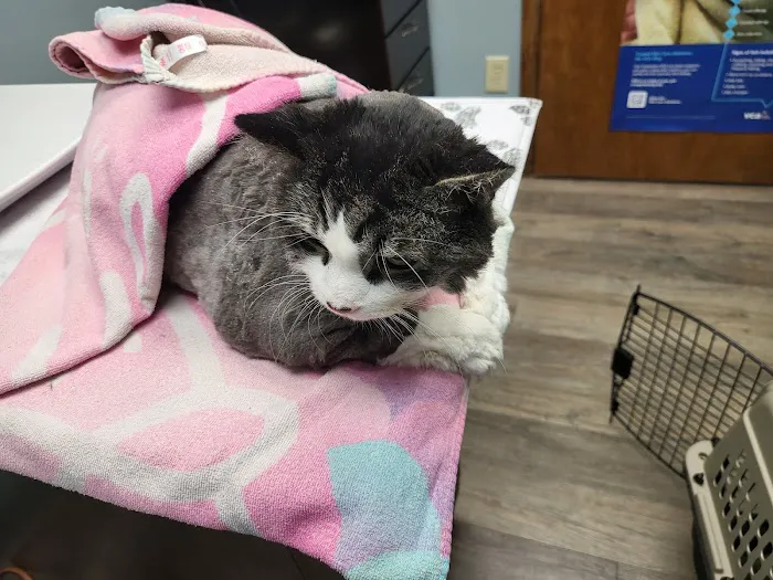 VCA Brighton Animal Hospital 12