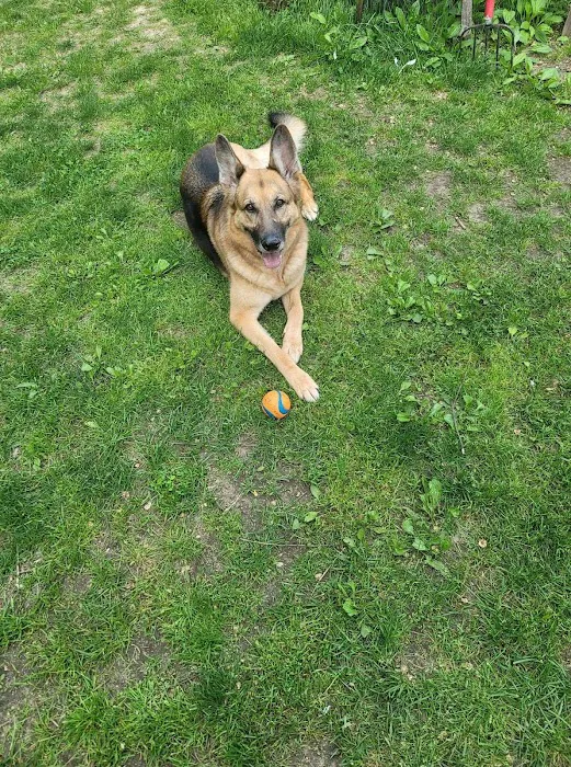 VCA Brighton Animal Hospital 12