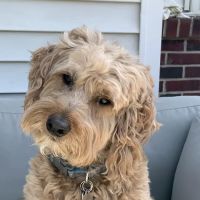 Mitten Animal Hospital ico
