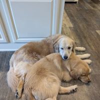 J&B Pet Source ico
