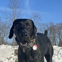 Wixom Family Pet Practice ico