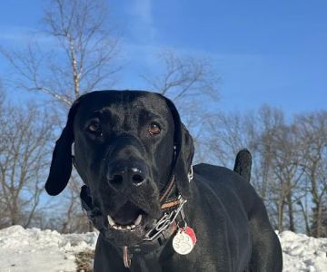 Wixom Family Pet Practice