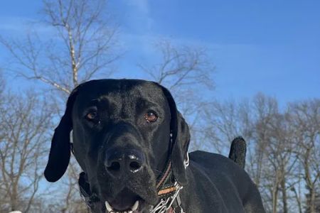 Wixom Family Pet Practice