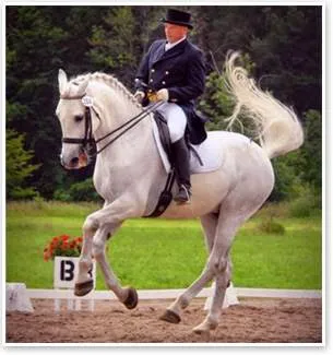 Equine All Sports Medicine 1